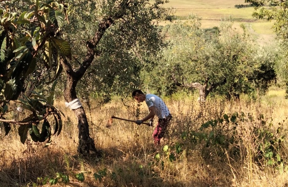 Hopeificio con il taglio dei polloni riprendono le attività in vista