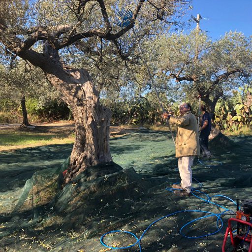 Hopeificio Conclusa La Raccolta Delle Olive Che Diventeranno Vol O