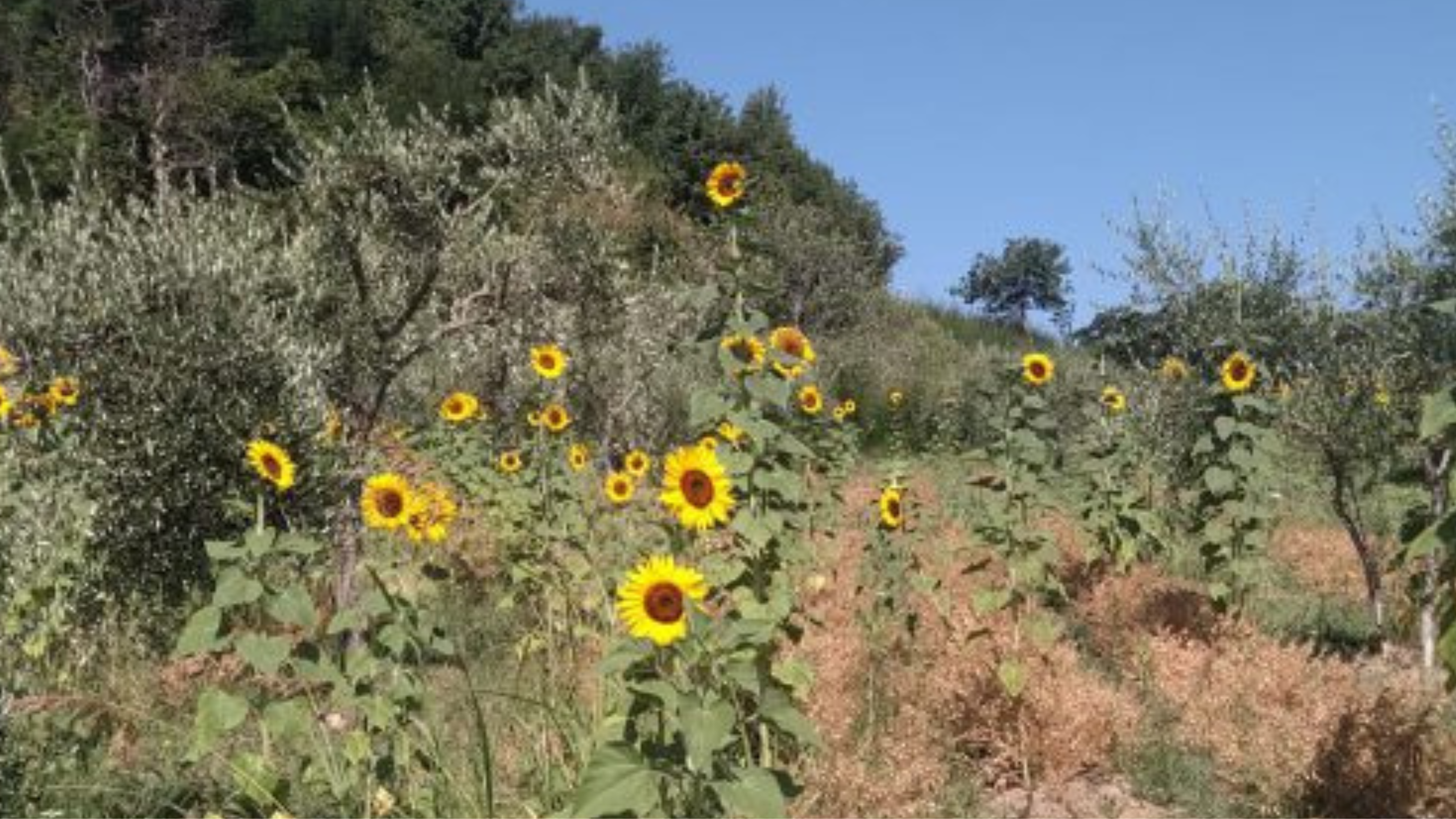 Girasole Incantato